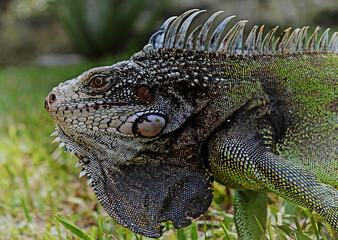 iguana, beautiful reptile in a garden