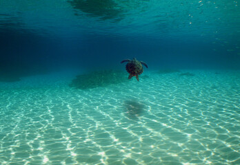 Fototapeta na wymiar green sea turtle in its natural environment in the caribbean sea