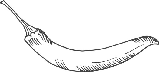 Hot pepper engraving. Spicy chile. Vegetable sketch