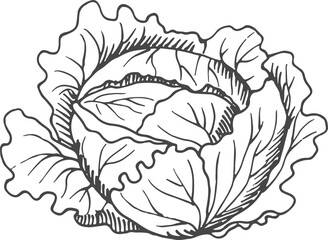 Green cabbage sketch. Hand drawn fresh vegetable