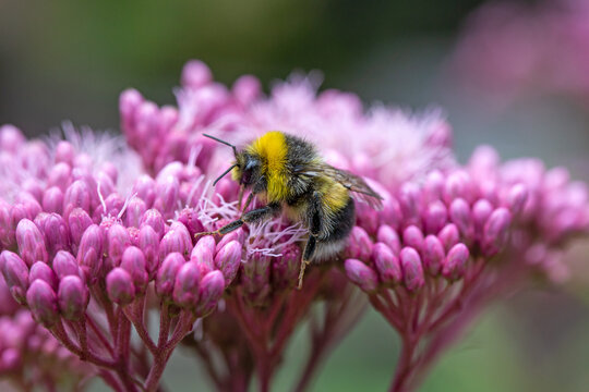 A bumblebee extracts nectar from a flower. Insect pollinators of plants.