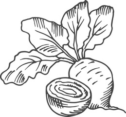 Beet root. Hand drawn cutted vegetable. Farm plant