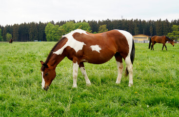 Naklejka na ściany i meble a beautiful brown with white Skewbald stallion grazing in the Bavarian village Birkach on a gloomy day in May (Bavaria, Germany)