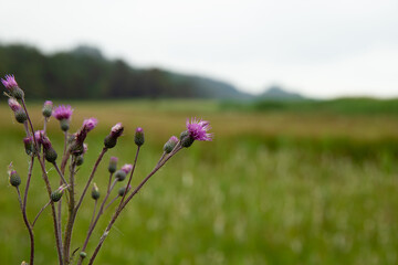 Krustistel, thistle flowers, Musk thistle flower, Creeping Thistle, Canada Thistle flower with green grass background 