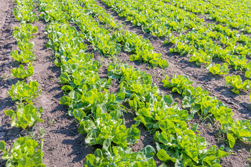 Closeup of endive plants growing in rows in the field of a Dutch grower. The photo was taken on a sunny day in late summer.