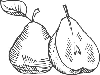 Half cutted pear sketch. Whole fruit engraving