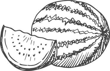 Watermelon sketch. Whole and slice. Summer sweet engraving