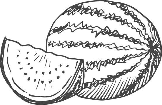 Watermelon sketch. Whole and slice. Summer sweet engraving