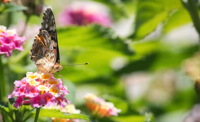 A butterfly resting on a pink and yellow flower with a wide green background with copy space for text