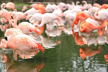 flamingos in the zoo
