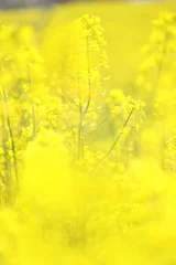 Zelfklevend Fotobehang rapeseed field © 拓矢 東