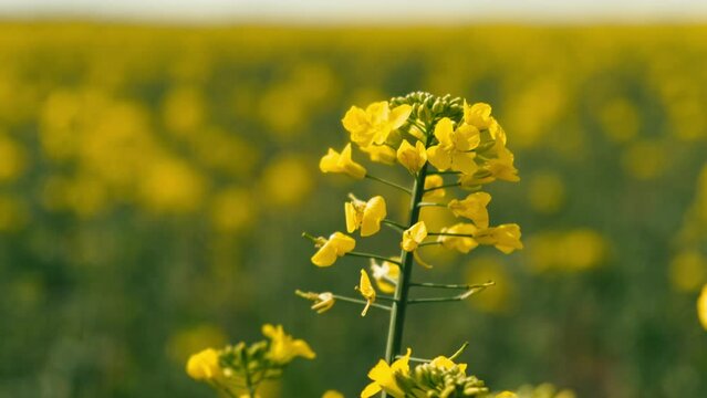 Close up footage of blooming rape land in countryside.