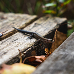 lizard on wood