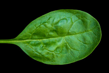 green spinach leaf on black background texture macro