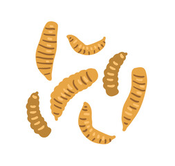 Black soldier fly vector illustration isolated on white. Edible insects.