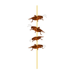 Wooden stick with fried crickets flat vector illustration isolated on white. Edible insects as alternative food. 
