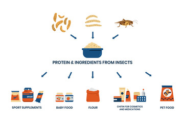 Use of protein and ingredients from insects infographics vector banner. - obrazy, fototapety, plakaty