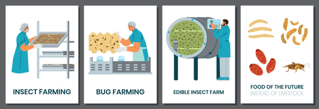 Bug farming set of vector cards. Insects as alternative food for the planet.