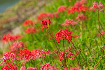 Obraz premium 半田の彼岸花