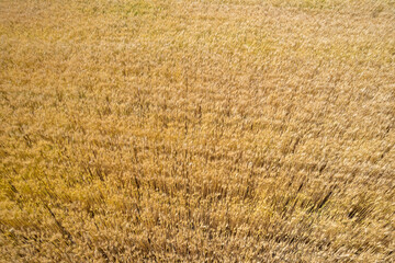 field in Xinjiang China