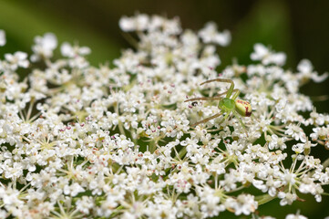 Ebrechtella tricuspidata - Three spotted Crab Spider - Thomise à trois tâches