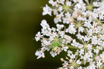 Ebrechtella tricuspidata - Three spotted Crab Spider - Thomise à trois tâches