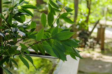 東京赤坂にある氷川神社の手水舎に飾られた生け花