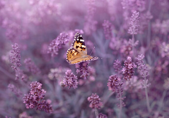 Motyl na polu lawendy, kwiatowe tło