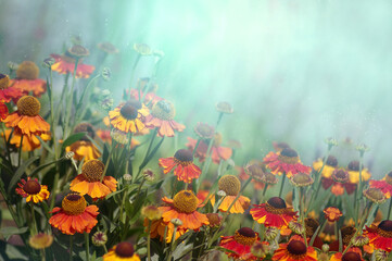 Kwiaty Helenium