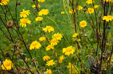 yellow garden daisies, some blooming, some blooming