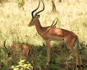 Adult antelope next to her lamb in the wild