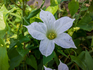 flowers in the garden