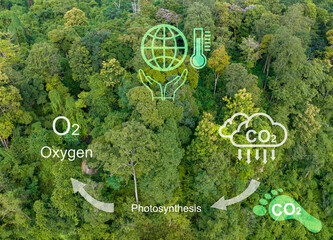 Tropical forests absorbing carbon dioxide and change to Oxygen.