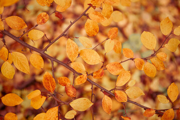 Autumn orange leaves on a branch. Abstract nature autumn background