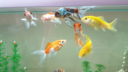 goldfish goldfishes in many colors swimming in a jar