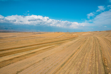 Fototapeta na wymiar wheatland in Xinjiang China