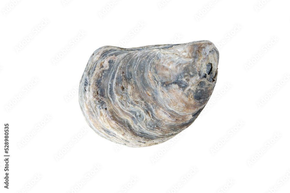 Wall mural Oyster shell isolated transparent png. Mollusk seashell.