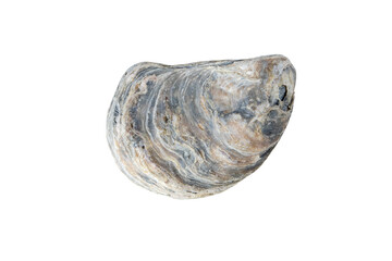 Oyster shell isolated transparent png. Mollusk seashell.