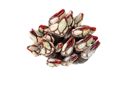Goose neck barnacle seafood bunch isolated transparent png.Pollicipes pollicipes