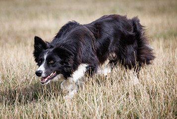 Boder Collie sheepdog stalking, creeping in a field - Powered by Adobe