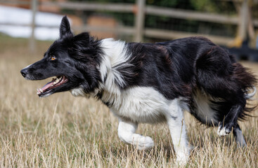 Boder Collie sheepdog running and racing in a field in a field