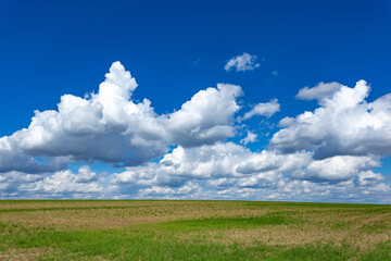 Obraz premium Farmland. Field under blue sky with white clouds. Agriculture scene.