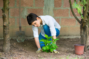 Young woman gardener planting hydrangea flower in her garden in spring