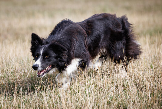 Boder Collie sheepdog stalking, creeping in a field