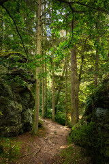 Path in the gorge in the forest.
