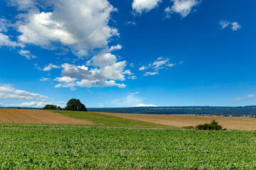 Fields and blue sky with clouds. Summer landscape.