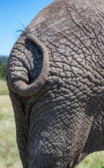 Elefanten Hintern und Schwanz von einem Elefanten