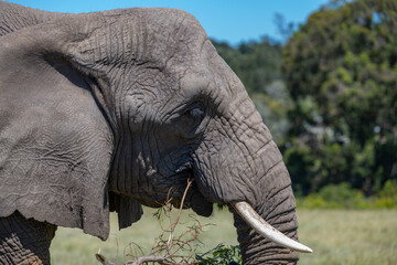 Nahaufnahme von einem Elefanten in der Savanne von Süd Afrika