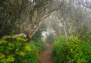 A misty dirt trail through twisted, gnarly trees at the Craggy Gardens in the forest at the Blue Ridge Parkway in NC.