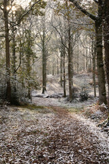 Pamber Forest Hampshire with trees covered in dusting of snow with colourful sunlight breaking through branches onto the path